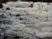 Anomoporia kamtschatica