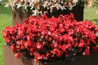 Begonia cucullata