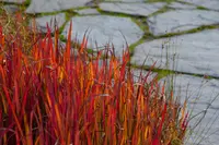 Japanese Grass Sedge (Carex morrowii 'Ice Dance') plant