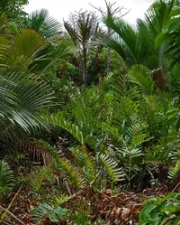 golden leatherfern