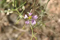 sticky fagonbush (Zygophyllum pachyacanthum) plant