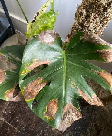 Browning Leaves