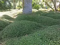 Muehlenbeckia complexa