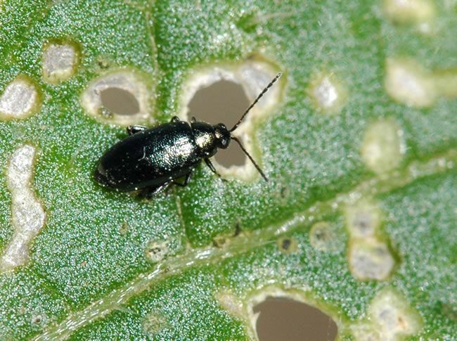 Tiny Black Bugs That Look Like Poppy Seeds - Flea Beetles