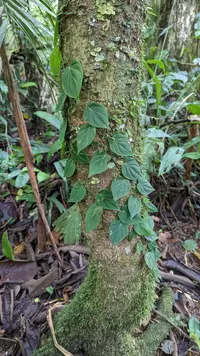 Heartleaf philodendron