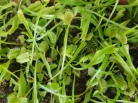 Dionaea muscipula