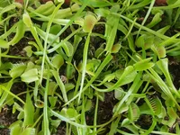 Dionaea muscipula