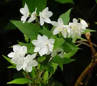slender pride of Rochester (Deutzia gracilis) plant