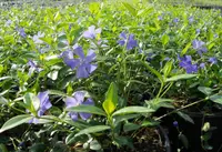 Vinca minor flowers