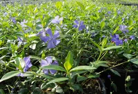 Vinca minor flowers