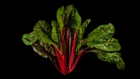 Swiss Chard (Beta vulgaris var. flavescens) plant