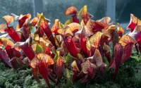 Sarracenia purpurea in nature