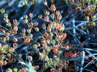 western rockjasmine (Androsace occidentalis) plant
