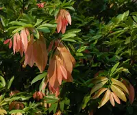 Cynometra cauliflora
