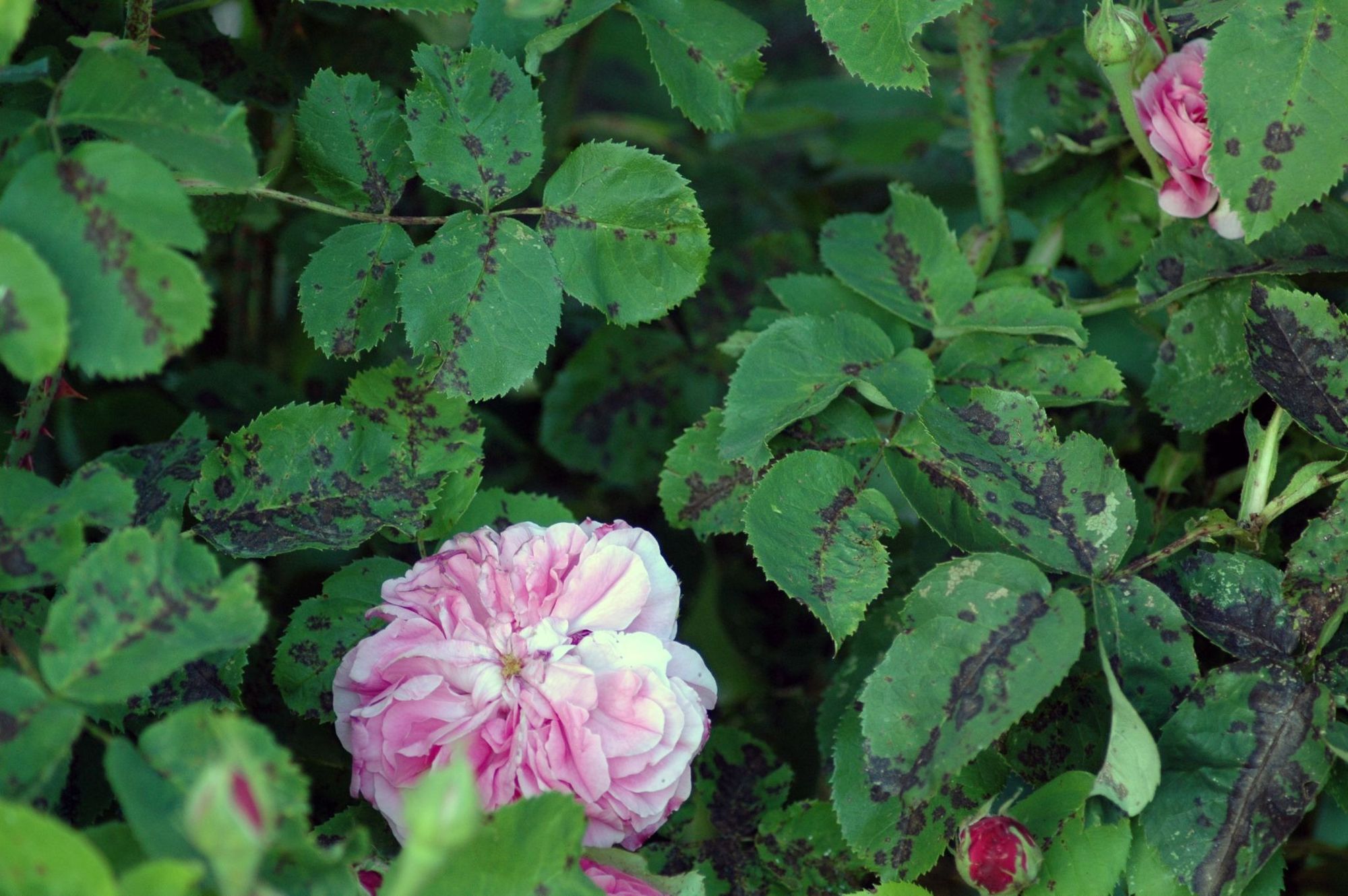 rose blooms