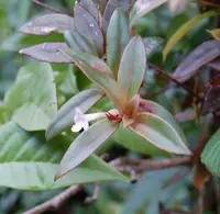 Codonanthopsis crassifolia