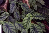 green shield alocasia (Alocasia clypeolata) plant