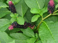 Indian Pokeweed
