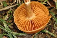 earthy webcap (Cortinarius hinnuleus) plant