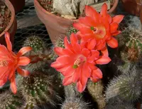 Mojave mound cactus