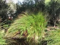 tassel cord-rush (Baloskion tetraphyllum) plant