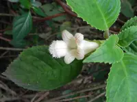 Drymonia serrulata