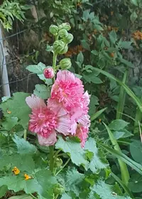 Hollyhock