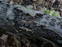 Biscogniauxia marginata
