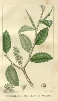 Acalypha diversifolia