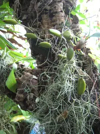 lipstick plant (Aeschynanthus pulcher) plant