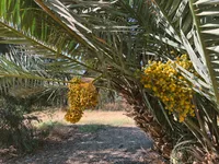 Phoenix roebelenii
