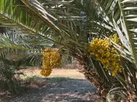 Phoenix roebelenii