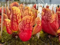 Purple pitcher plant (Sarracenia purpurea) plant