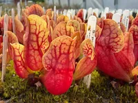 Purple pitcher plant (Sarracenia purpurea) plant