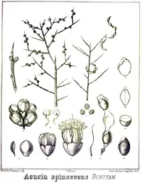 spiny wattle