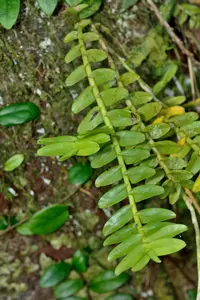 Appendicula reflexa (Appendicula reflexa) plant