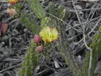 California cholla