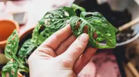 Monstera adansonii leaves