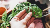 Monstera adansonii leaves