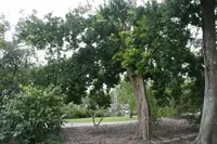 Bastard Cherry