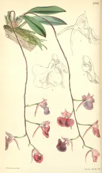 Snail orchid
