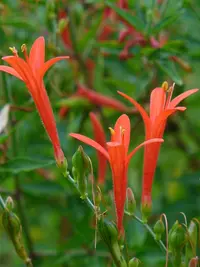 Wright's desert honeysuckle