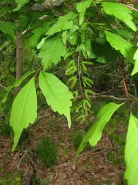 Vine-leaved Maple