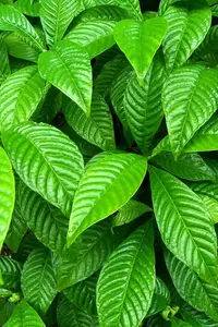 Seminole balsamo (Psychotria nervosa) plant