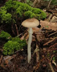 Old Potato Amanita