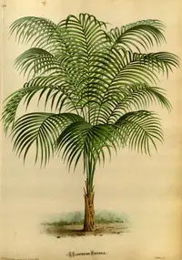 Cuneate Shadowpalm (Geonoma cuneata) plant