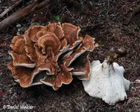 Bondarzewia occidentalis