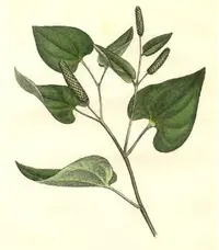 Indian long pepper