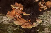 Antrodiella serpula (Antrodiella serpula) plant
