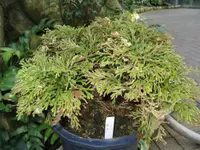 Selaginella tamariscina (Selaginella tamariscina) plant